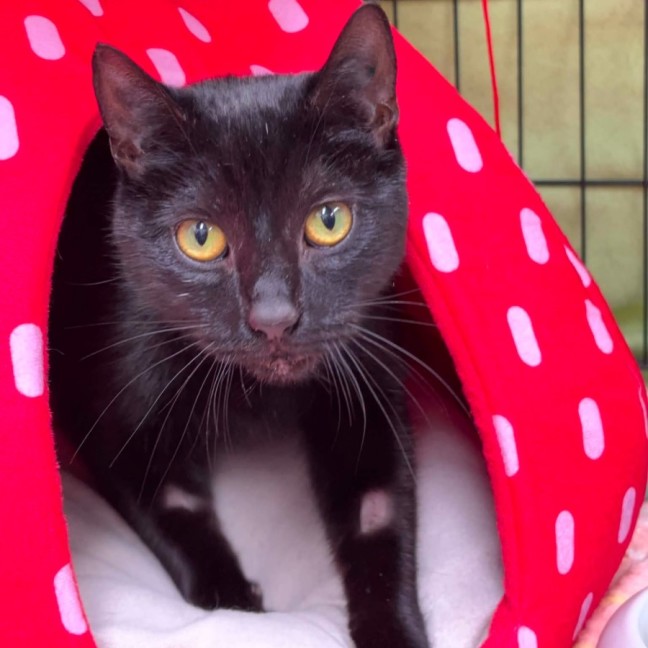Photo of Deli**2nd Chance Cat Rescue**