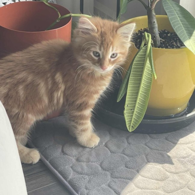 Photo of Seb ** 2nd Chance Cat Rescue**