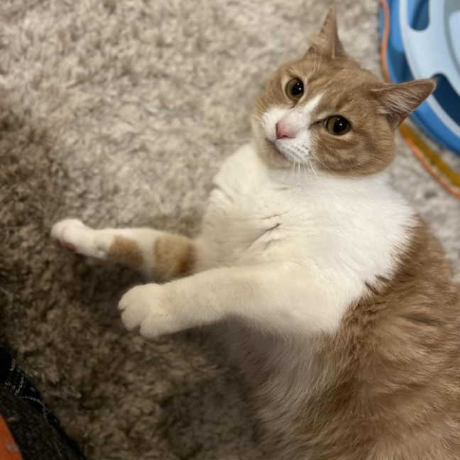 Photo of Mango   Located In Brunswick