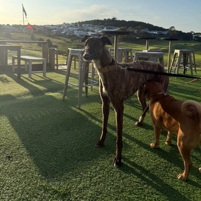 Photo of Clay, The Greyhound