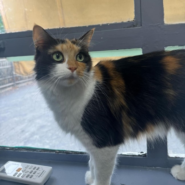 Photo of Jemima   In Foster Care In Ashburton