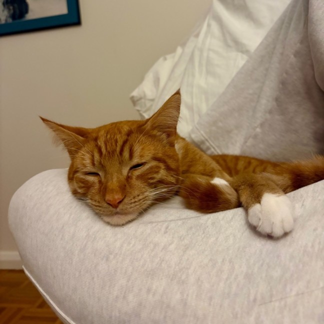 Photo of Ziwi 
