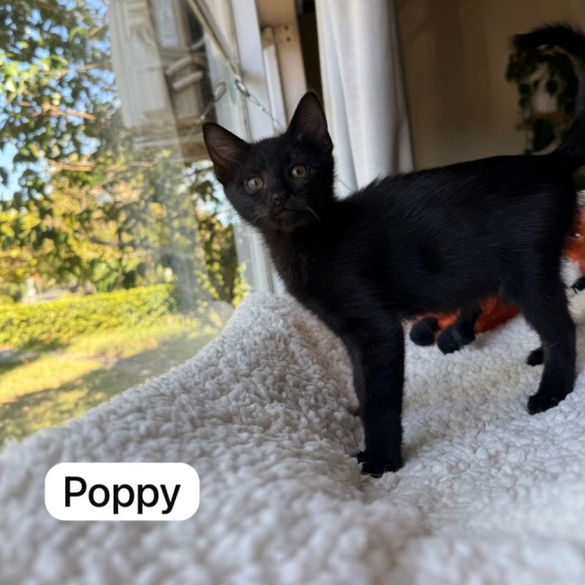 Photo of Flower Pot Three