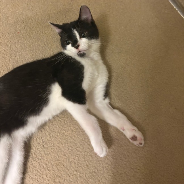 Photo of Willy Wobbla