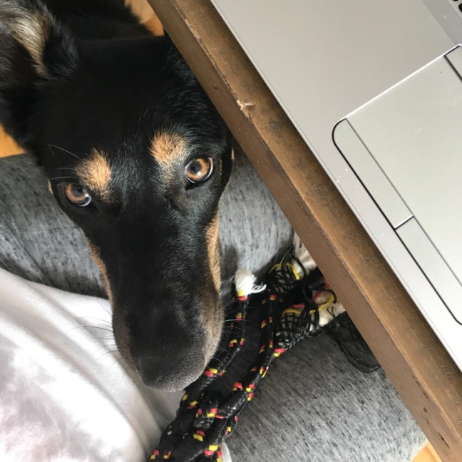 Photo of Fox