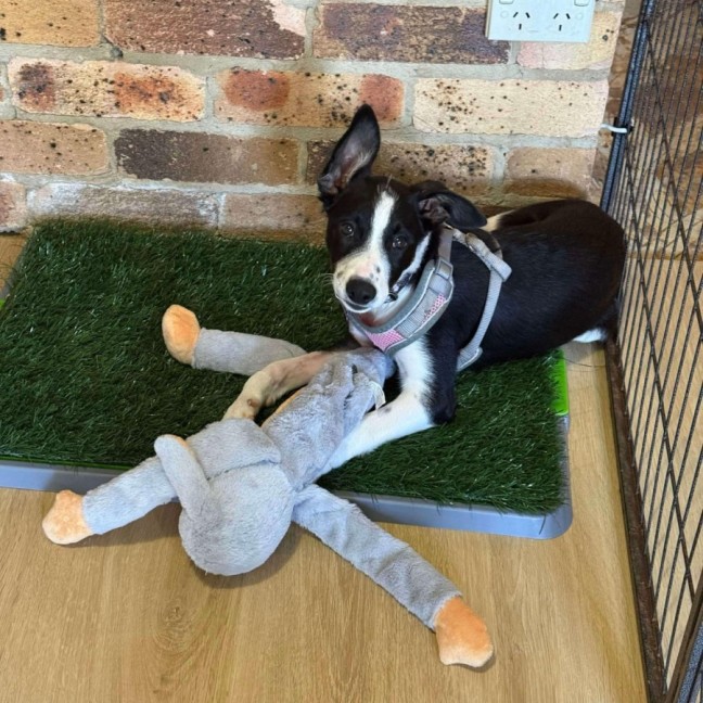 Photo of Gracie