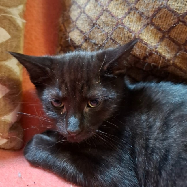 Photo of Viscount Raul ** 2nd Chance Cat Rescue **