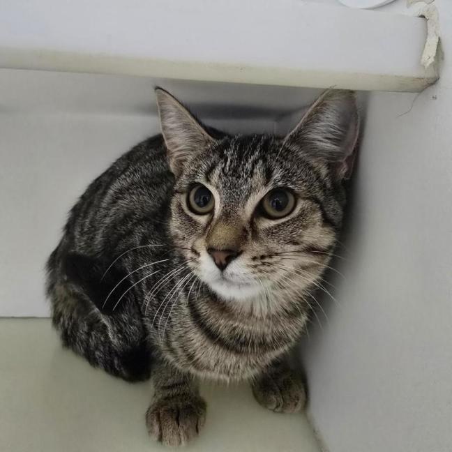 Photo of 🧨 Palmer 6919 🧨