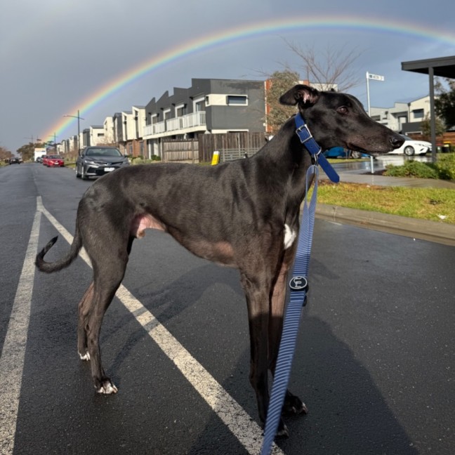 Photo of Blacky