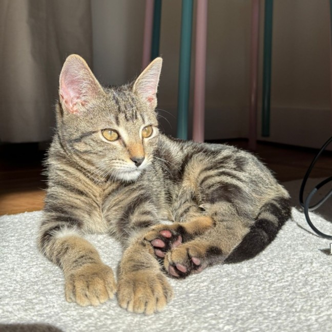 Photo of Harley 🐾