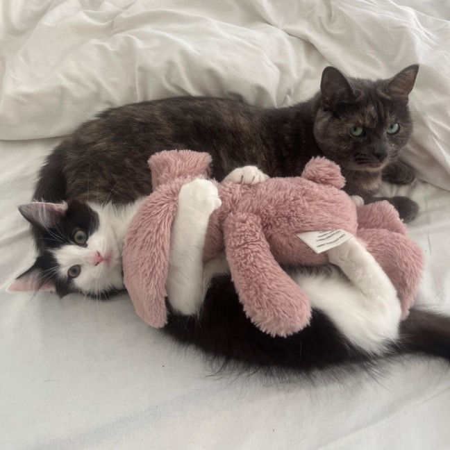 Photo of Humbug
