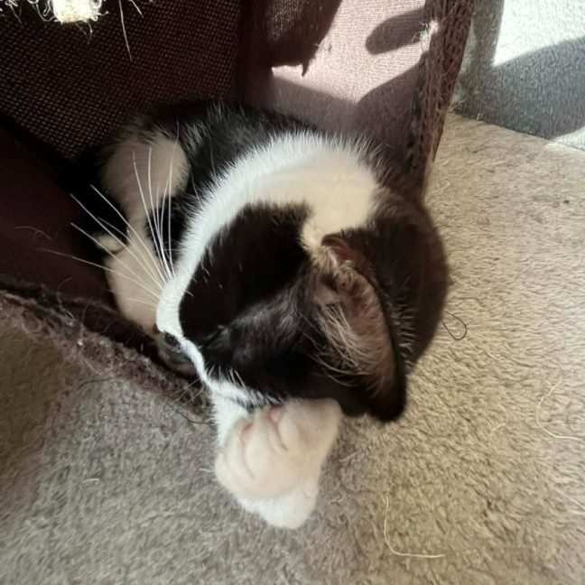 Photo of Zev **2nd Chance Cat Rescue **