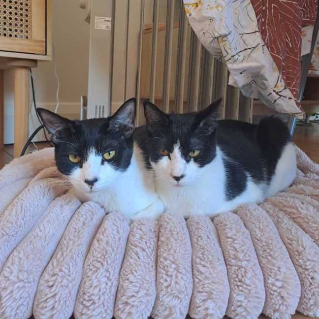 Photo of Rocky Road & Oreo