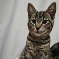 Photo of Oscar   Located In Boronia 