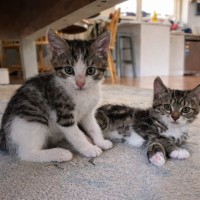 Photo of 🌙 Apollo 🌙