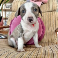 Photo of Riddle