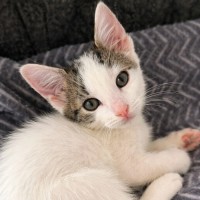Photo of 🐾 Mogwai 🐾