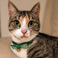 Photo of Meow Meow