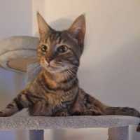 Photo of Chilli