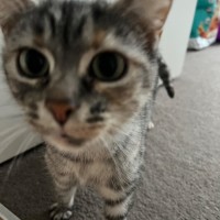 Photo of Calypso 