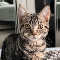 Photo of Herschel ^^Dandy Cat Rescue^^