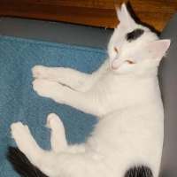 Photo of Cotton