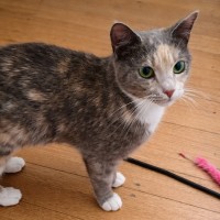 Photo of 🐾 Astrid 🐾