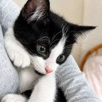 Photo of Bella Boots