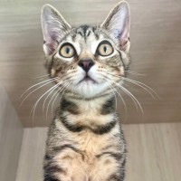 Photo of C1523 Blossom