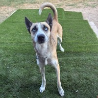 Photo of Honey 