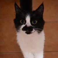 Photo of 👑 Kiki 👑