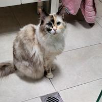 Photo of Gigi   6 Year Old Ragdoll