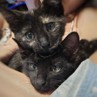 Photo of Dasher And Vixen