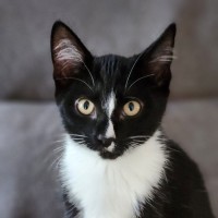 Photo of Nate ^^Dandy Cat Rescue^^