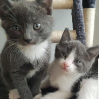 Photo of 💜 Kirby 💜