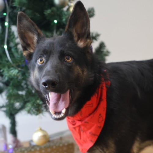 Zinnea - German Shepherd Dog