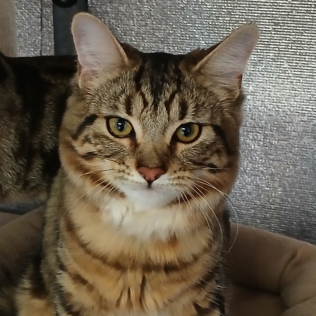 Photo of Fluffy