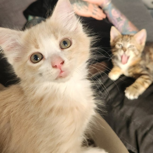 Photo of Svinya & Bubbles