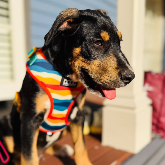 Photo of Axel