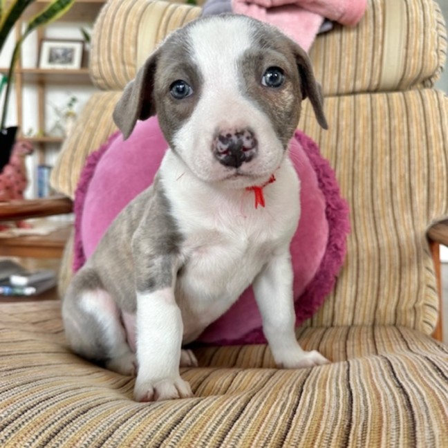 Photo of Riddle