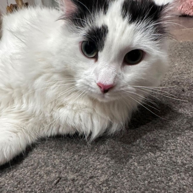 Photo of Panda