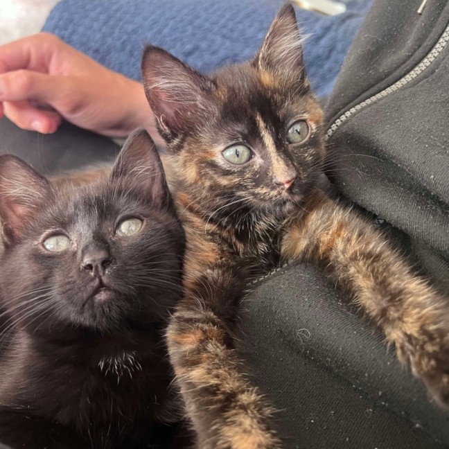 Photo of 🥰Salem🥰