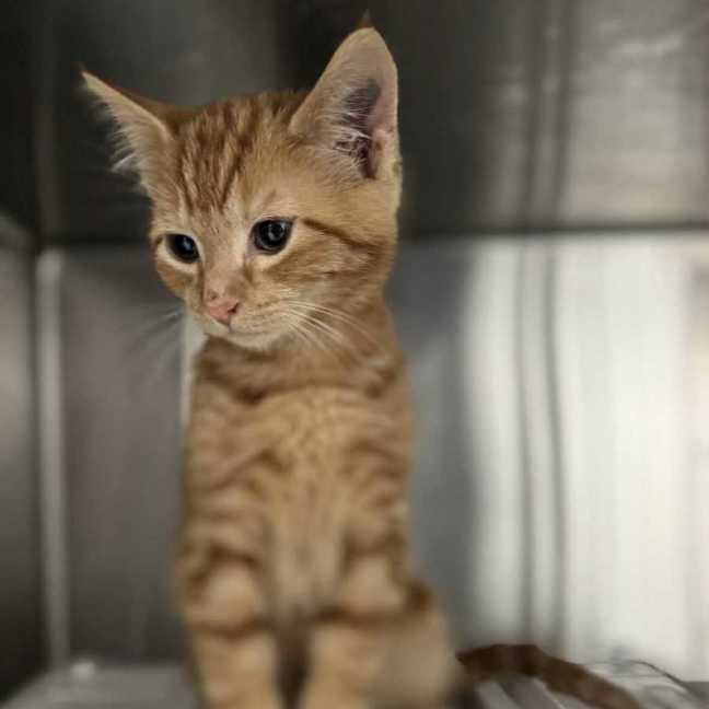 Photo of Charlie   Located In Preston