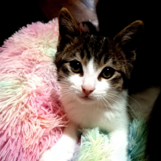 Photo of Echo
