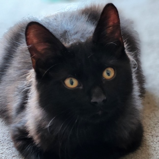 Photo of Memphis ^^Dandy Cat Rescue^^