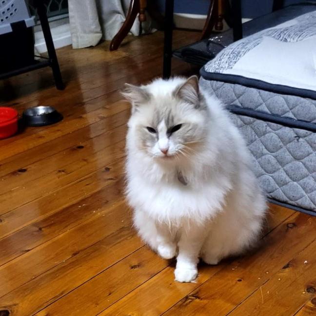 Photo of Sacha   9 Year Old Ragdoll