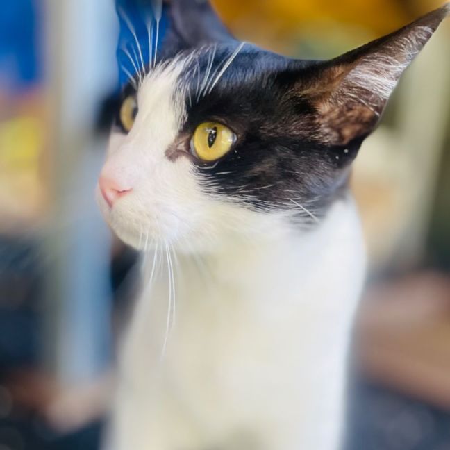 Photo of Meow
