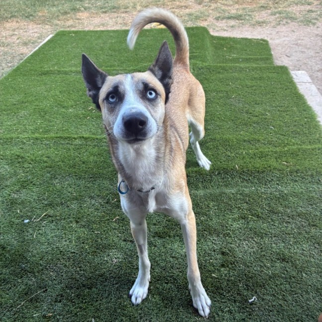 Photo of Honey 