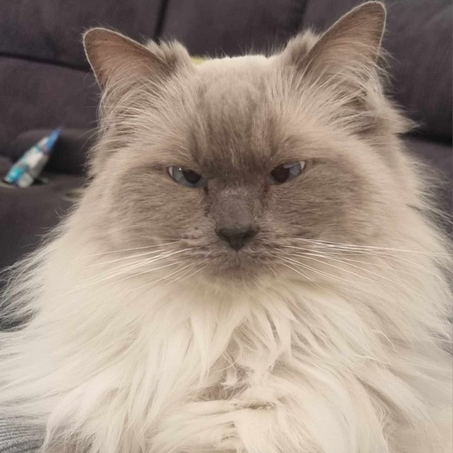 Photo of Molly🐱💕😻