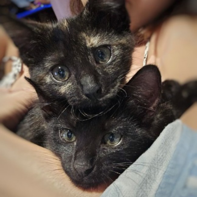 Photo of Dasher And Vixen